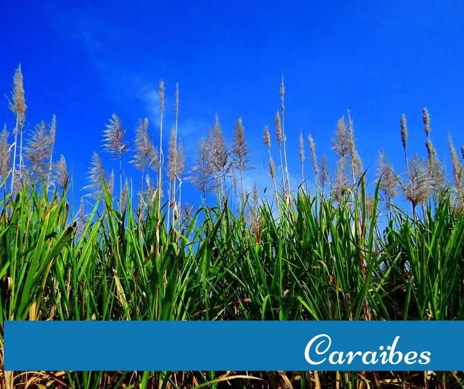 Rhum-Caraïbes