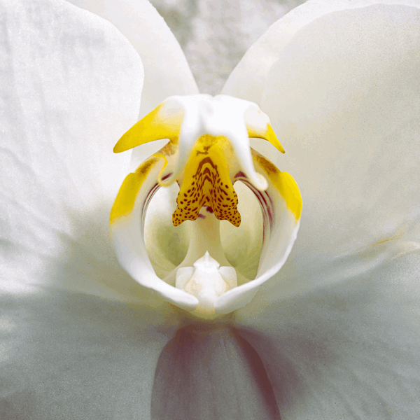 Orchidée fleur de vanille